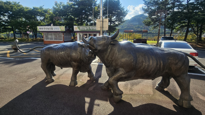 경북 청도소싸움경기장 앞 소 형상의 동상