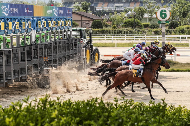 서울경마장에서 경주마들이 게이트를 박차고 나와 경주를 시작하고 있다.(사진 한국마사회 제공)