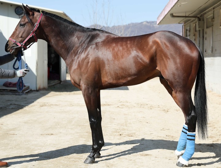 ‘원펀치드래곤’(사진 한국마사회 제공)