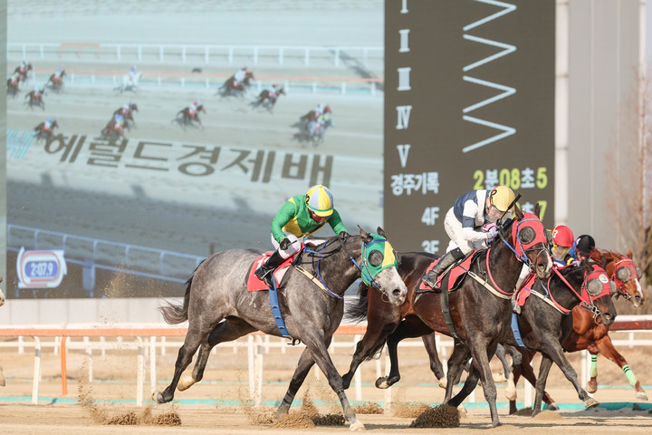 헤럴드경제배에서 가장 먼저 결승선을 통과하고 있는 ‘석세스백파’.(사진 한국마사회 제공)