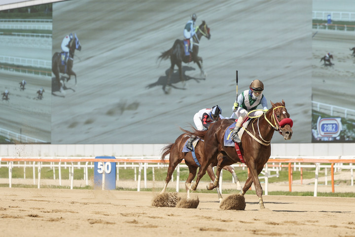 지난해 스포츠조선배 우승마 ‘강풍마’.(사진 한국마사회 제공)