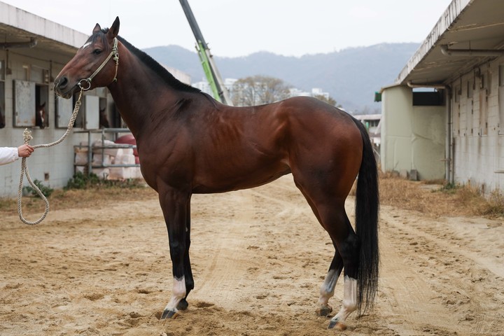 쏘아라스타(사진 한국마사회 제공)