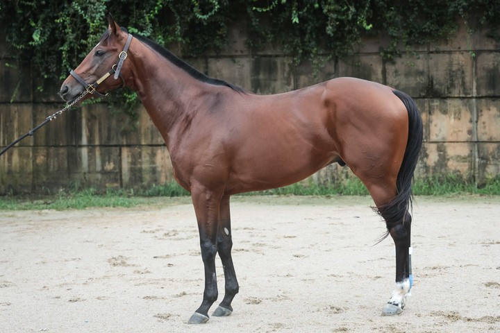 실버레인(사진 한국마사회 제공)