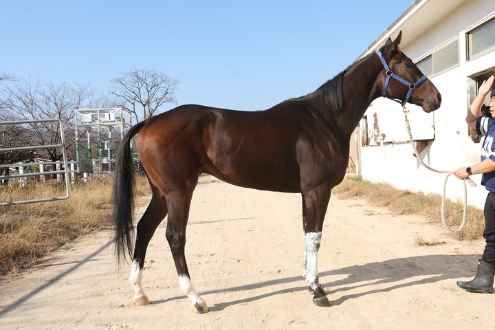 레이스맨(사진 한국마사회 제공)