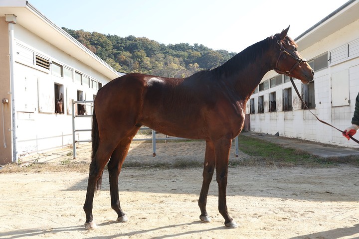 브리도프린스(사진 한국마사회 제공)