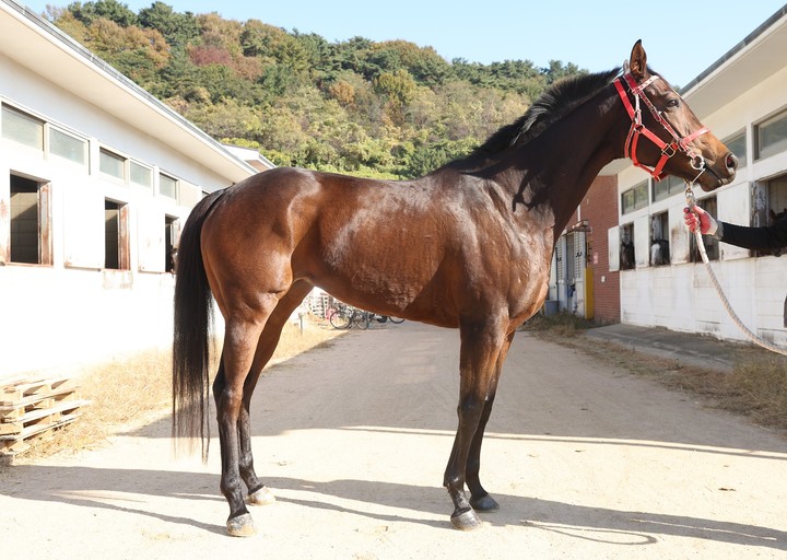 로드스타(사진 한국마사회 제공)