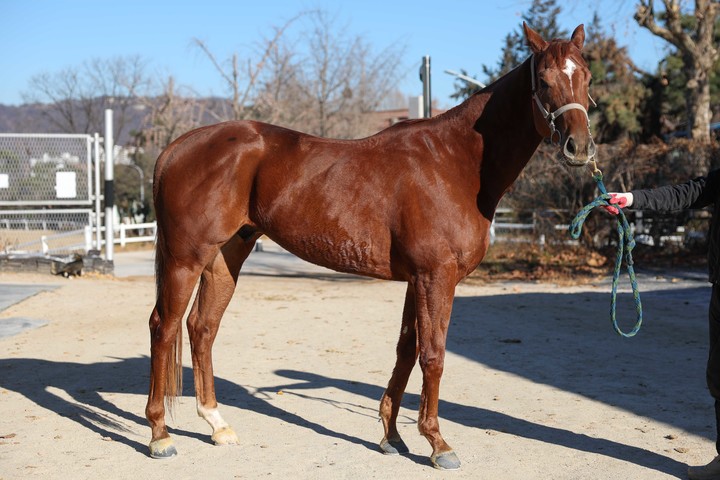 마니노다지(사진 한국마사회 제공)