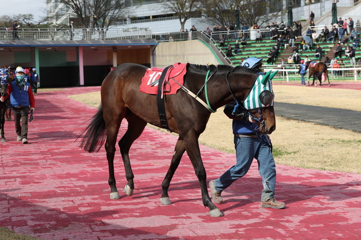 영광의월드(사진 한국마사회 제공)