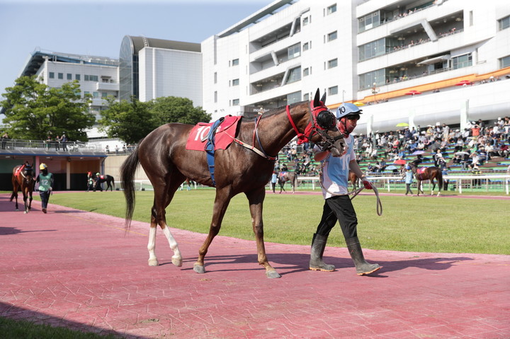 와우와우(사진 한국마사회 제공)