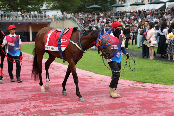 마이티네오(사진 한국마사회 제공)