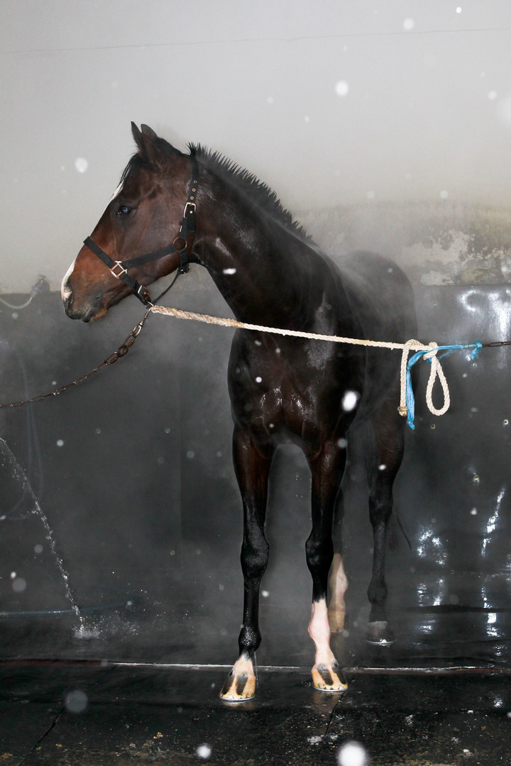 따뜻한 물로 샤워를 하고 있는 경주마.(사진 한국마사회 제공)