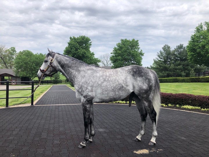 ‘닉스고’(사진 한국마사회 제공)