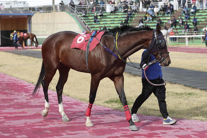 ‘자이언트스텝’(사진 한국마사회 제공)