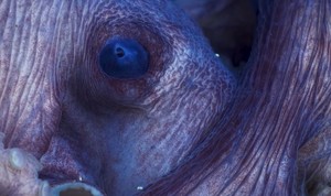 BBC 초대형 프로젝트 가동…'흥행 수익 1위' 다큐 후속작, 드디어 공개됐다 (플래닛 어스 : 대자연의 힘')