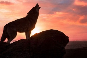 ‘늑구 열풍’ 이어갈까…'가장 낯설고 아름다운 우정'으로 만난 늑대와 인간의 이야기 ('울프 토템')